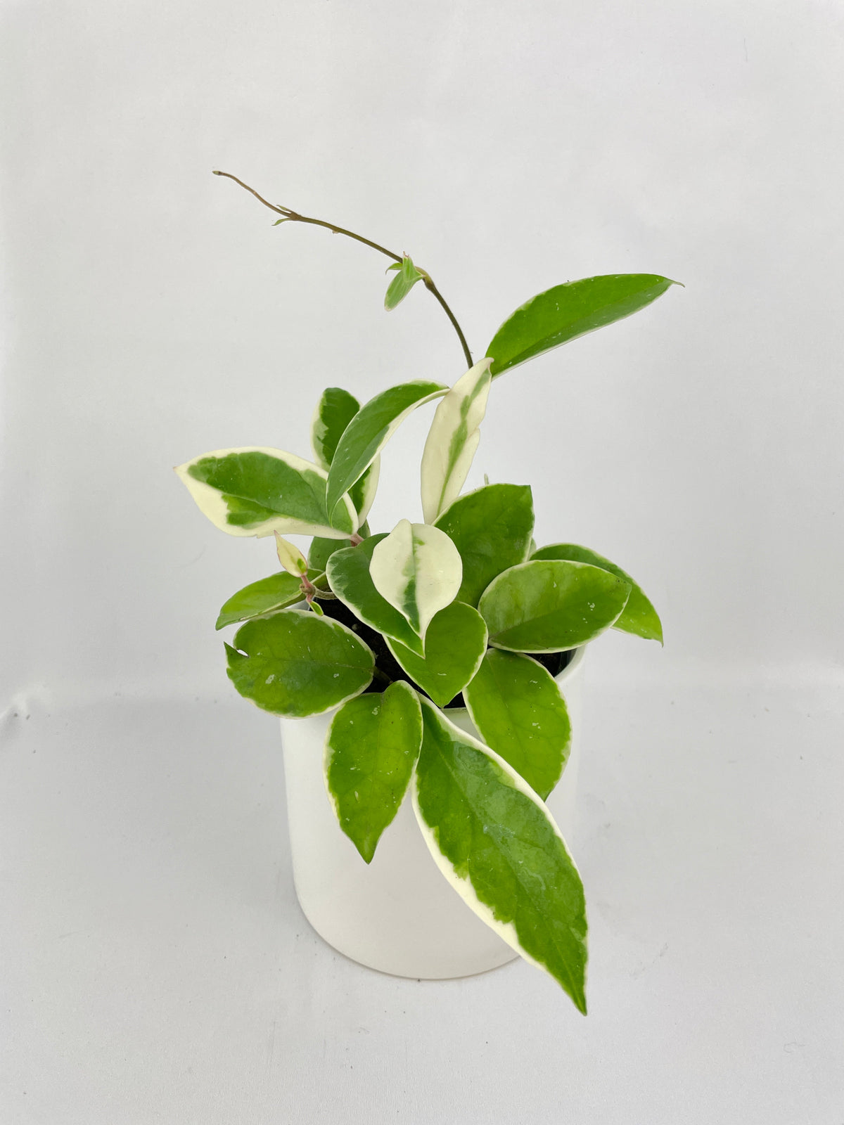 Variegated Hoya Carnosa Krimson Queen by Bumble Plants