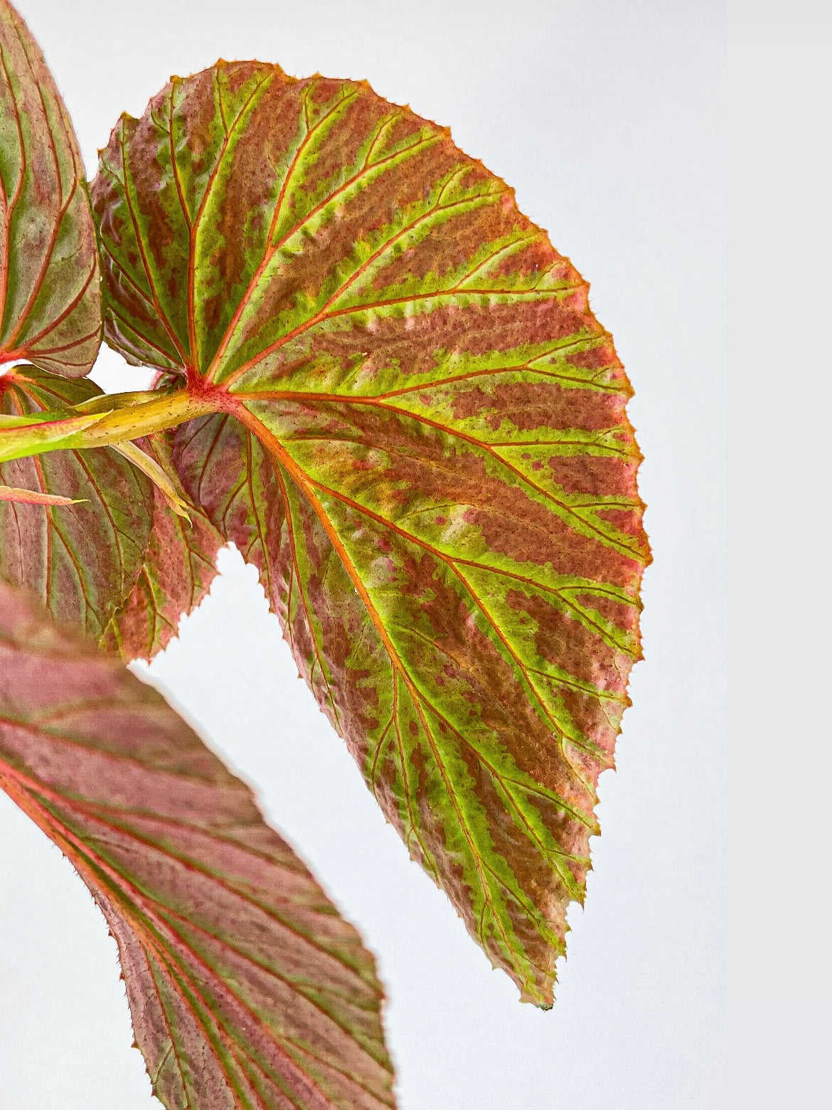 Begonia Brevirimosa Exotica by Bumble Plants