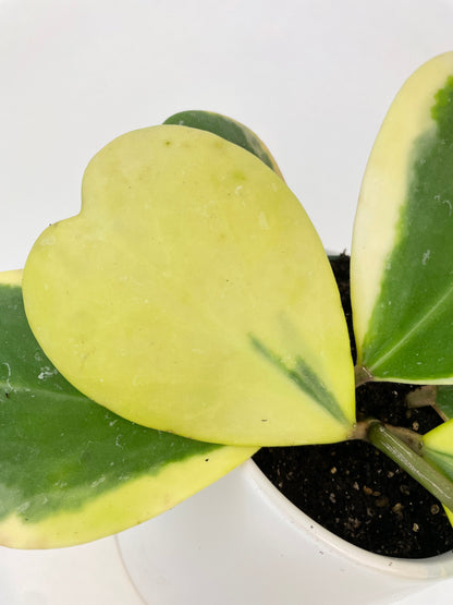 Variegated Sweetheart Hoya Kerri Albo by Bumble Plants