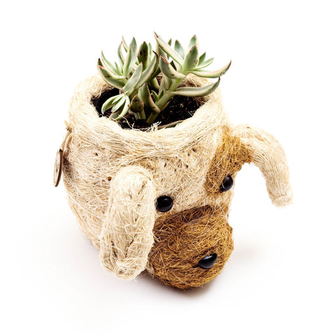 Dog Succulent Planter - Animal Head Plant Pot | LIKHÂ by LIKHÂ