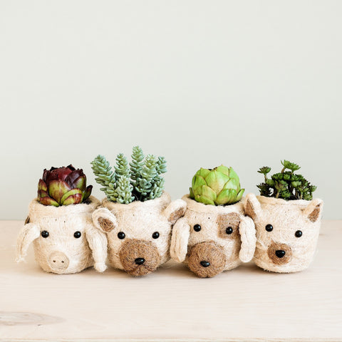 Pig Plant Pot - Animal Head Plant Pot | LIKHÂ by LIKHÂ